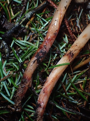  ( - FDS-CA-07791)  @11 [ ] by-nc (2024) Sadie Hickey Fungal Diversity Survey