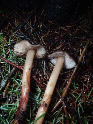  ( - FDS-CA-07791)  @11 [ ] by-nc (2024) Sadie Hickey Fungal Diversity Survey