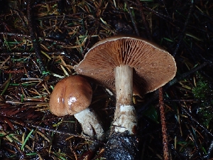  ( - FDS-CA-07793)  @11 [ ] by-nc (2024) Sadie Hickey Fungal Diversity Survey