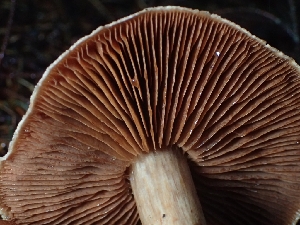  ( - FDS-CA-07793)  @11 [ ] by-nc (2024) Sadie Hickey Fungal Diversity Survey