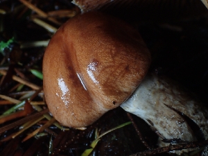  ( - FDS-CA-07793)  @11 [ ] by-nc (2024) Sadie Hickey Fungal Diversity Survey