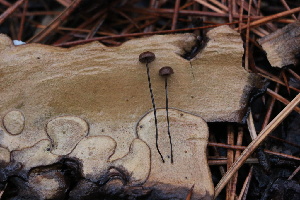  ( - FDS-CA-07564)  @11 [ ] c (2024) Marinna Grijalva Fungal Diversity Survey
