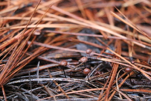  ( - FDS-CA-07564)  @11 [ ] c (2024) Marinna Grijalva Fungal Diversity Survey