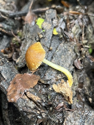 ( - FDS-CA-08500)  @11 [ ] by-nc (2024) Dean Lyons Fungal Diversity Survey