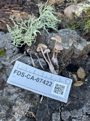  ( - FDS-CA-07422)  @11 [ ] by-nc (2024) Dean Lyons Fungal Diversity Survey