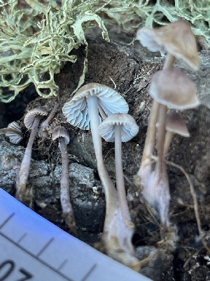  ( - FDS-CA-07422)  @11 [ ] by-nc (2024) Dean Lyons Fungal Diversity Survey