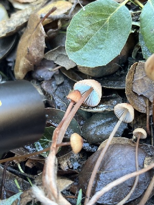  ( - FDS-CA-07490)  @11 [ ] by-nc (2024) Dean Lyons Fungal Diversity Survey