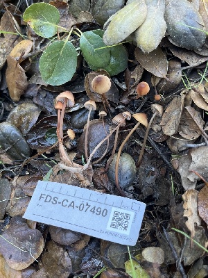  ( - FDS-CA-07490)  @11 [ ] by-nc (2024) Dean Lyons Fungal Diversity Survey