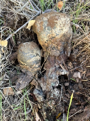  (Pisolithus sp. PNW01 - FDS-CA-08542)  @11 [ ] by-nc (2024) Dean Lyons Fungal Diversity Survey