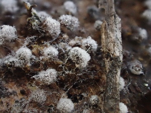  ( - FDS-CA-07421)  @11 [ ] by-nc (2024) Dean Lyons Fungal Diversity Survey