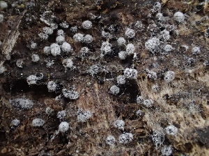  (Nectriopsis rexiana - FDS-CA-07421)  @11 [ ] by-nc (2024) Dean Lyons Fungal Diversity Survey