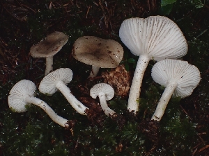  ( - FDS-CA-07128)  @11 [ ] by (2024) Mandy Hackney Fungal Diversity Survey