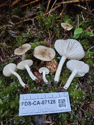  ( - FDS-CA-07128)  @11 [ ] by (2024) Mandy Hackney Fungal Diversity Survey