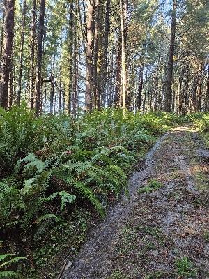  ( - FDS-CA-07128)  @11 [ ] by (2024) Mandy Hackney Fungal Diversity Survey