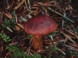  ( - FDS-CA-07129)  @11 [ ] by (2024) Mandy Hackney Fungal Diversity Survey