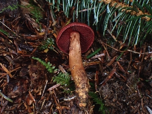  ( - FDS-CA-07129)  @11 [ ] by (2024) Mandy Hackney Fungal Diversity Survey
