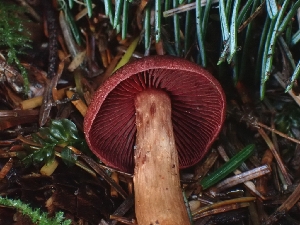  ( - FDS-CA-07129)  @11 [ ] by (2024) Mandy Hackney Fungal Diversity Survey