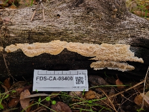  ( - FDS-CA-08400)  @11 [ ] by-nc (2024) Fresno Mycology Society Fungal Diversity Survey