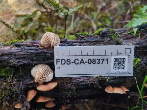  ( - FDS-CA-08371)  @11 [ ] by-nc (2024) Fresno Mycology Society Fungal Diversity Survey
