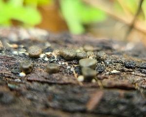  ( - FDS-CA-08375)  @11 [ ] by-nc (2024) Fresno Mycology Society Fungal Diversity Survey