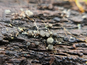 ( - FDS-CA-08375)  @11 [ ] by-nc (2024) Fresno Mycology Society Fungal Diversity Survey