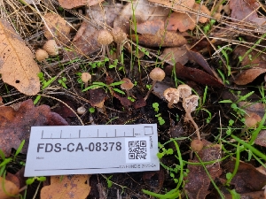  ( - FDS-CA-08378)  @11 [ ] by-nc (2024) Fresno Mycology Society Fungal Diversity Survey