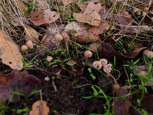  ( - FDS-CA-08378)  @11 [ ] by-nc (2024) Fresno Mycology Society Fungal Diversity Survey