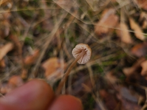  ( - FDS-CA-08378)  @11 [ ] by-nc (2024) Fresno Mycology Society Fungal Diversity Survey