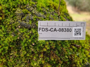  ( - FDS-CA-08380)  @11 [ ] by-nc (2024) Fresno Mycology Society Fungal Diversity Survey