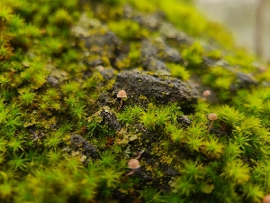  ( - FDS-CA-08380)  @11 [ ] by-nc (2024) Fresno Mycology Society Fungal Diversity Survey