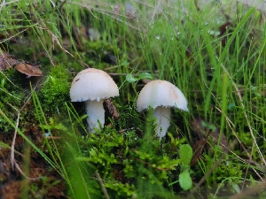  ( - FDS-CA-08388)  @11 [ ] by-nc (2024) Fresno Mycology Society Fungal Diversity Survey