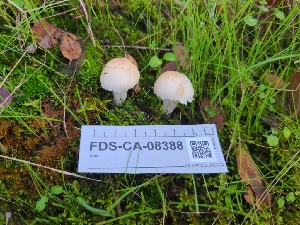  ( - FDS-CA-08388)  @11 [ ] by-nc (2024) Fresno Mycology Society Fungal Diversity Survey