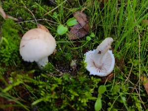  ( - FDS-CA-08388)  @11 [ ] by-nc (2024) Fresno Mycology Society Fungal Diversity Survey