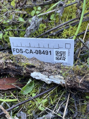 ( - FDS-CA-08491)  @11 [ ] by-nc (2024) Dean Lyons Fungal Diversity Survey