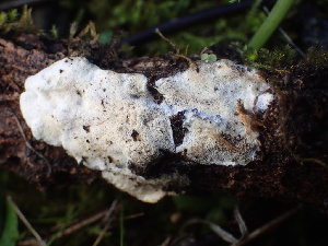  ( - FDS-CA-08491)  @11 [ ] by-nc (2024) Dean Lyons Fungal Diversity Survey