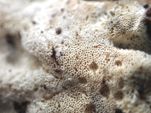  ( - FDS-CA-08491)  @11 [ ] by-nc (2024) Dean Lyons Fungal Diversity Survey