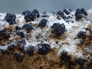  (Diatrype - FDS-CA-08492)  @11 [ ] by-nc (2024) Dean Lyons Fungal Diversity Survey