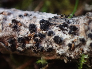  ( - FDS-CA-08492)  @11 [ ] by-nc (2024) Dean Lyons Fungal Diversity Survey