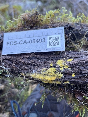  ( - FDS-CA-08493)  @11 [ ] by-nc (2024) Dean Lyons Fungal Diversity Survey