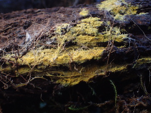  ( - FDS-CA-08493)  @11 [ ] by-nc (2024) Dean Lyons Fungal Diversity Survey