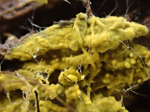  ( - FDS-CA-08493)  @11 [ ] by-nc (2024) Dean Lyons Fungal Diversity Survey
