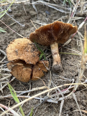  ( - FDS-CA-08497)  @11 [ ] by-nc (2024) Dean Lyons Fungal Diversity Survey