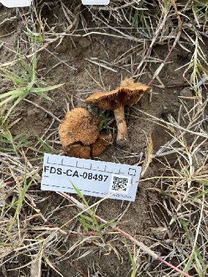  ( - FDS-CA-08497)  @11 [ ] by-nc (2024) Dean Lyons Fungal Diversity Survey