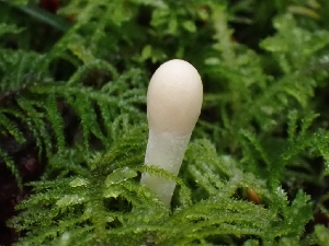  ( - FDS-CA-07159)  @11 [ ] by (2024) Mandy Hackney Fungal Diversity Survey