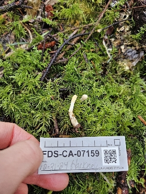  ( - FDS-CA-07159)  @11 [ ] by (2024) Mandy Hackney Fungal Diversity Survey