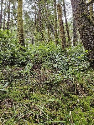  ( - FDS-CA-07159)  @11 [ ] by (2024) Mandy Hackney Fungal Diversity Survey