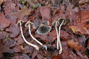  ( - FDS-CA-08704)  @11 [ ] c (2024) Marinna Grijalva Fungal Diversity Survey