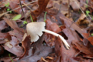  ( - FDS-CA-08704)  @11 [ ] c (2024) Marinna Grijalva Fungal Diversity Survey