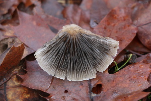  ( - FDS-CA-08704)  @11 [ ] c (2024) Marinna Grijalva Fungal Diversity Survey