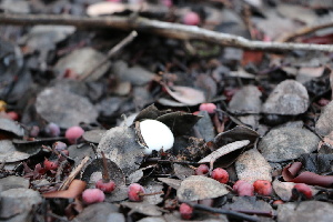  ( - FDS-CA-08708)  @11 [ ] c (2024) Marinna Grijalva Fungal Diversity Survey
